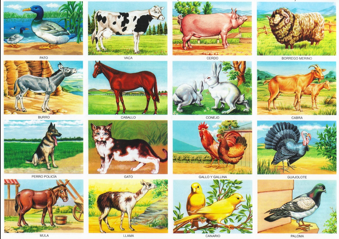 laminas de animales, monografias de animales