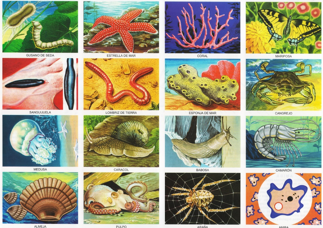 animales invertebrados