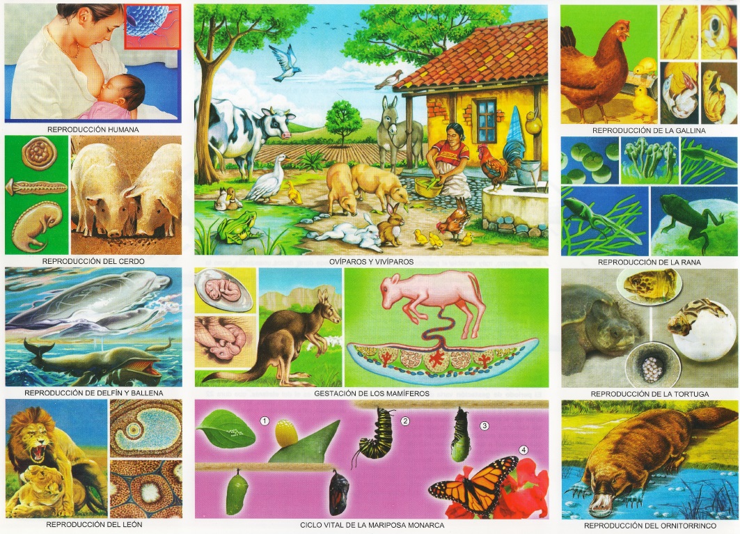 animales oviparos y viviparos