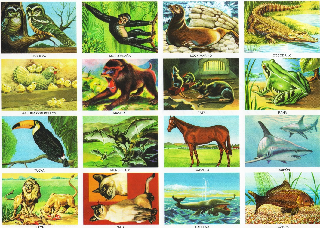 animales vertebrados.jpg