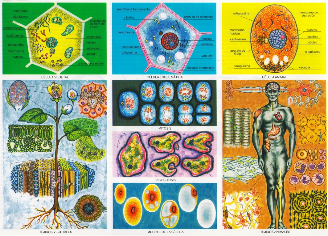 monografias de biología, monografias sobre biologia