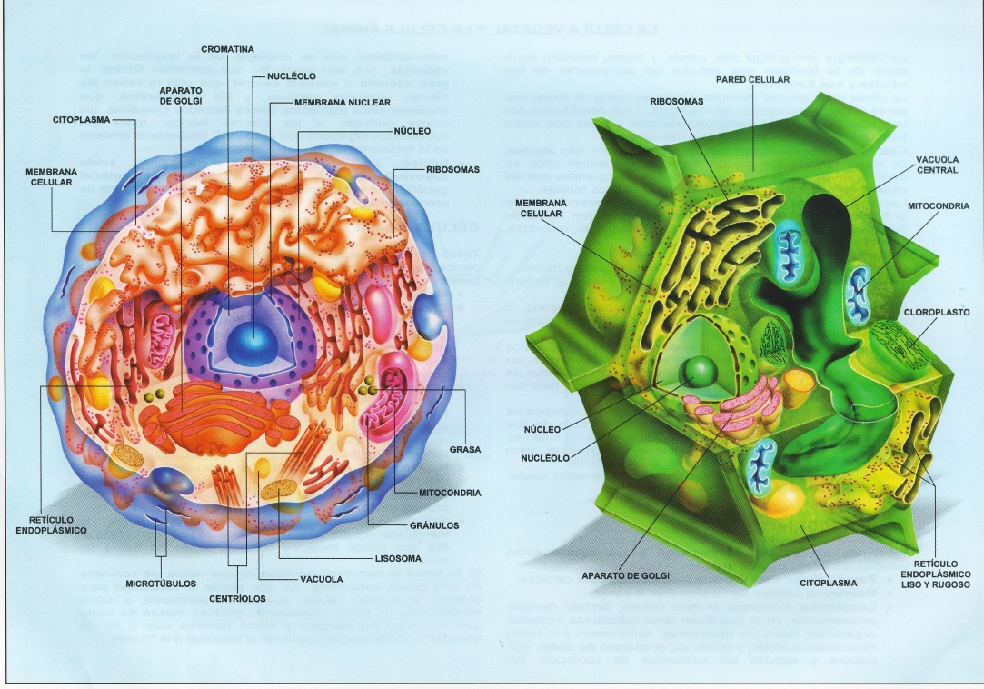 celula animal y vegetal