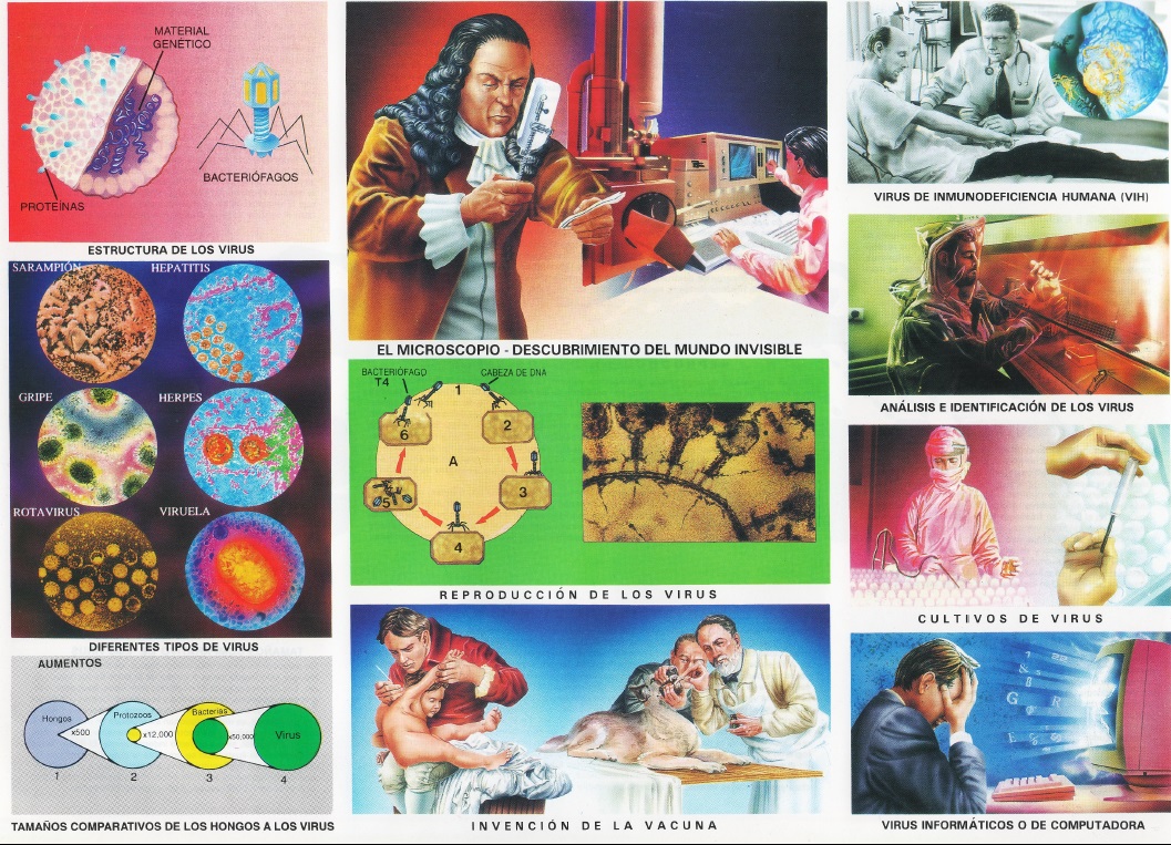 lamina de los virus