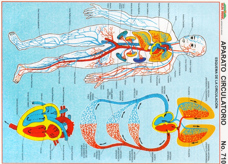 aparato circulatorio