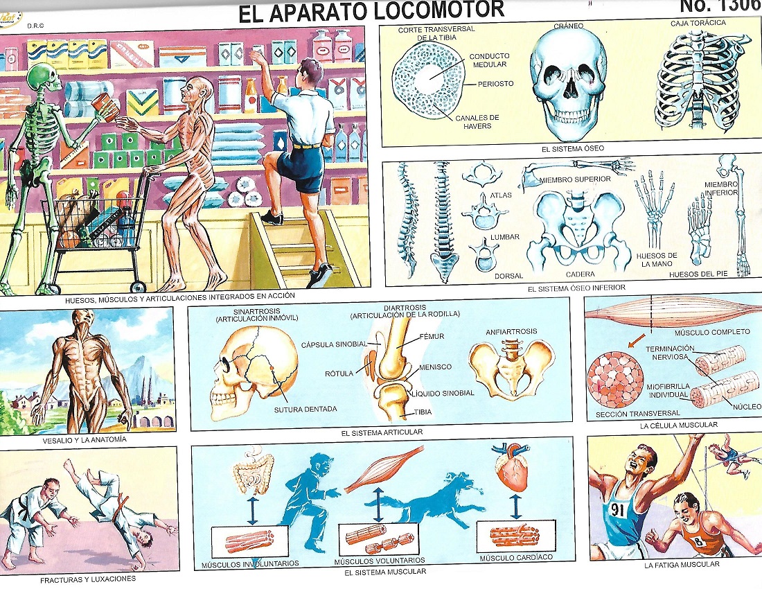 laminas del cuerpo humano