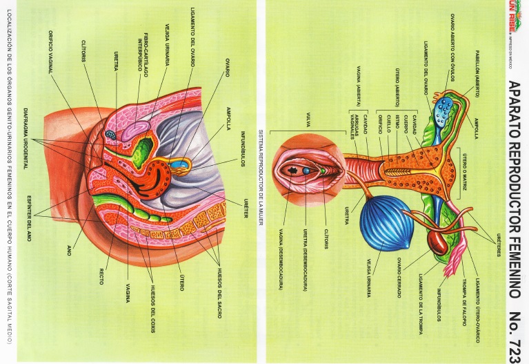 Aparato reproductor femenino