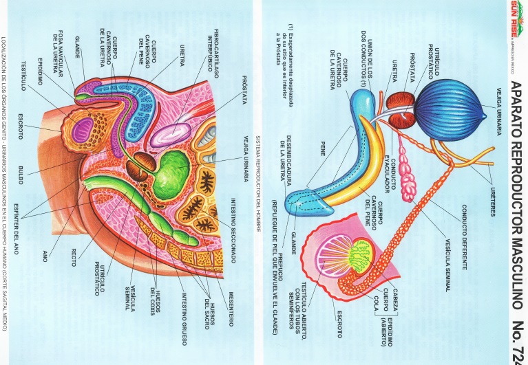 Aparato reproductor masculino