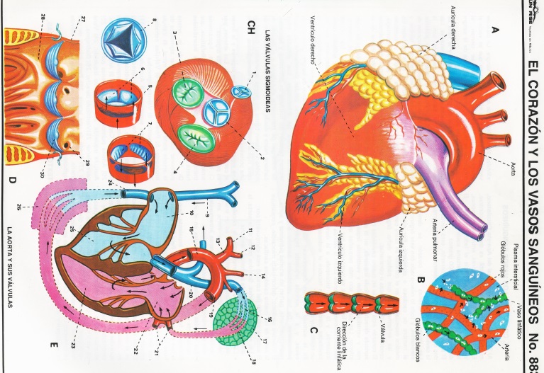 corazon y vasos sanguineos