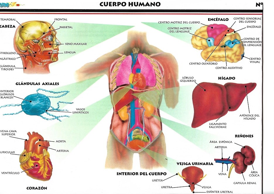 Cuerpo humano
