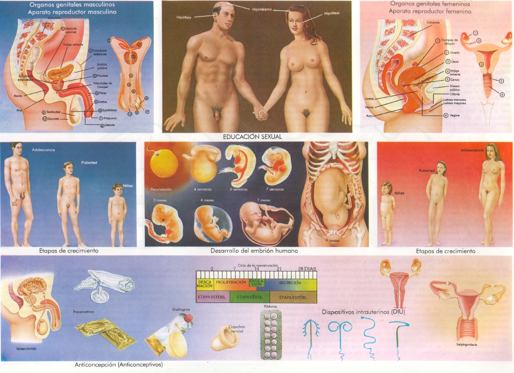 educacion sexual
