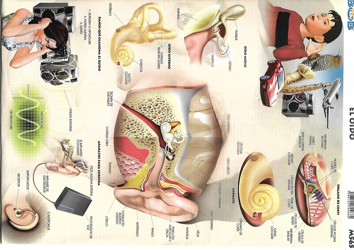Sentido Del Oido