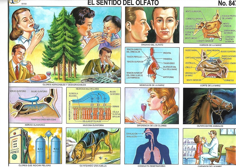sentido del olfato
